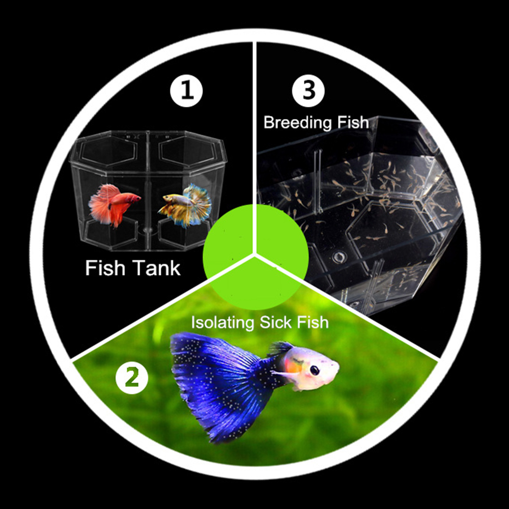 Acrylic Two Splits Guppy Fish  - Betta Fish Tank ulasan dan harga