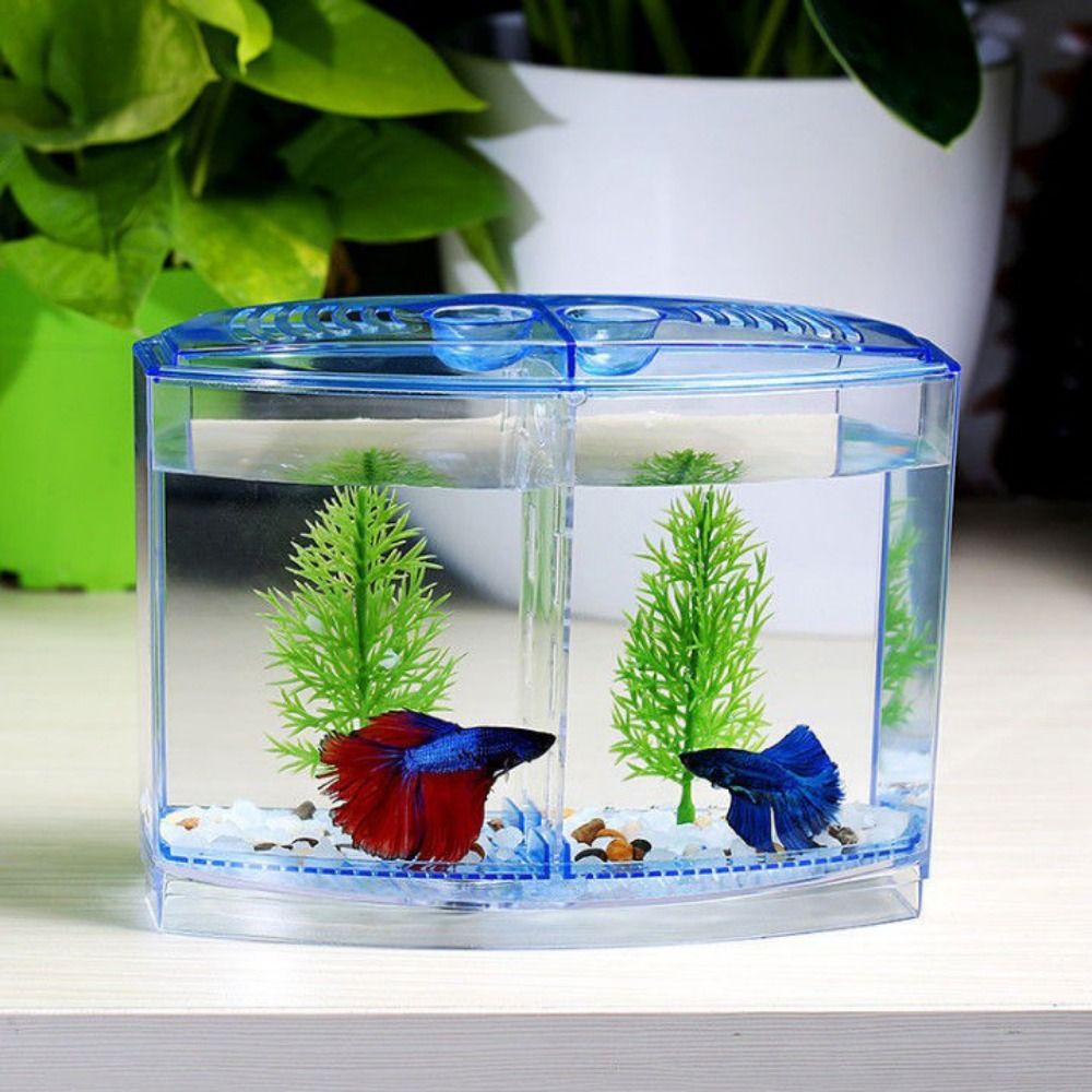 Transparent Betta Fish Tank, D - Aquarium Fish Betta ulasan dan harga