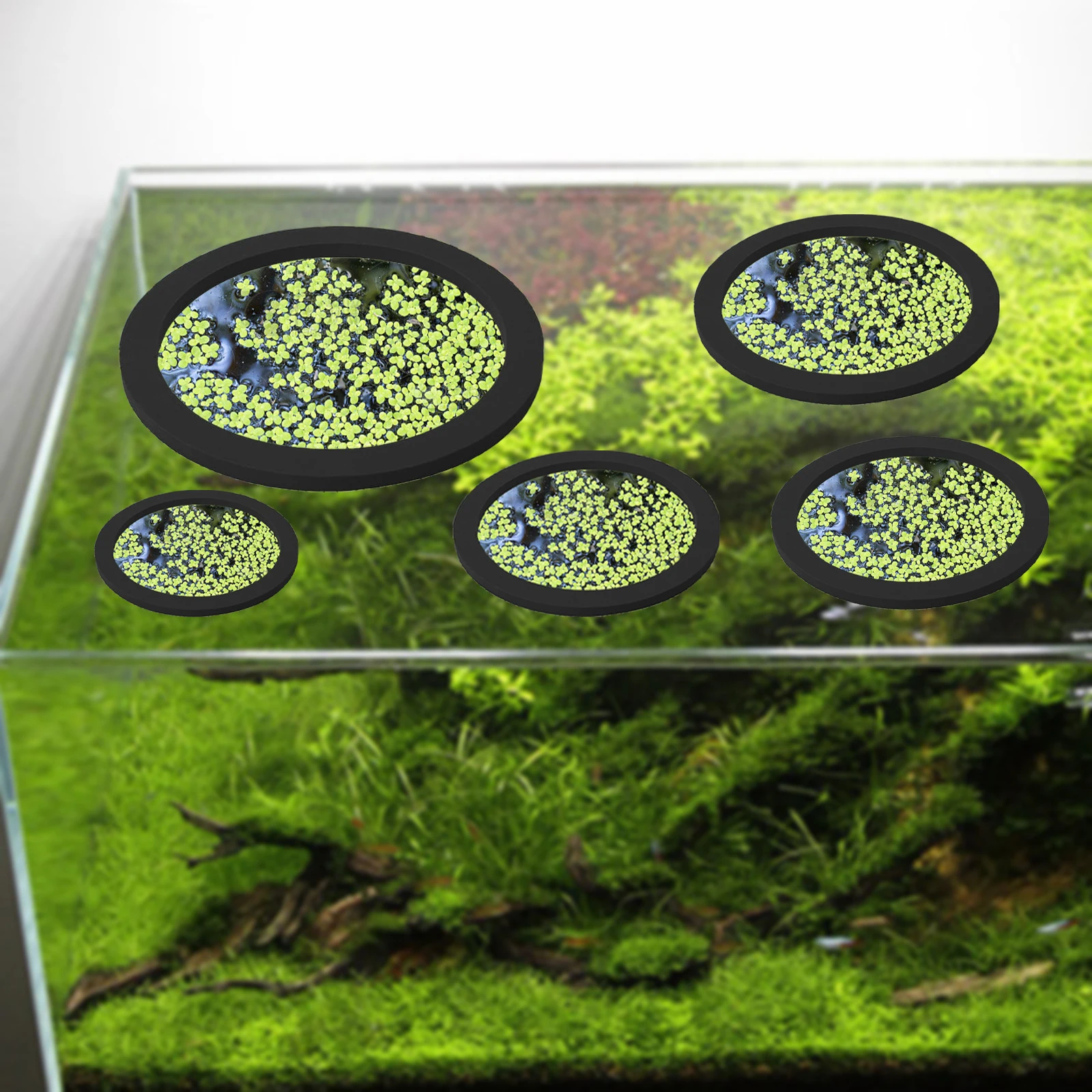 5Pcs EVA Fish Feeding Ring Aqu - Aquarium Fish Tank ulasan dan harga