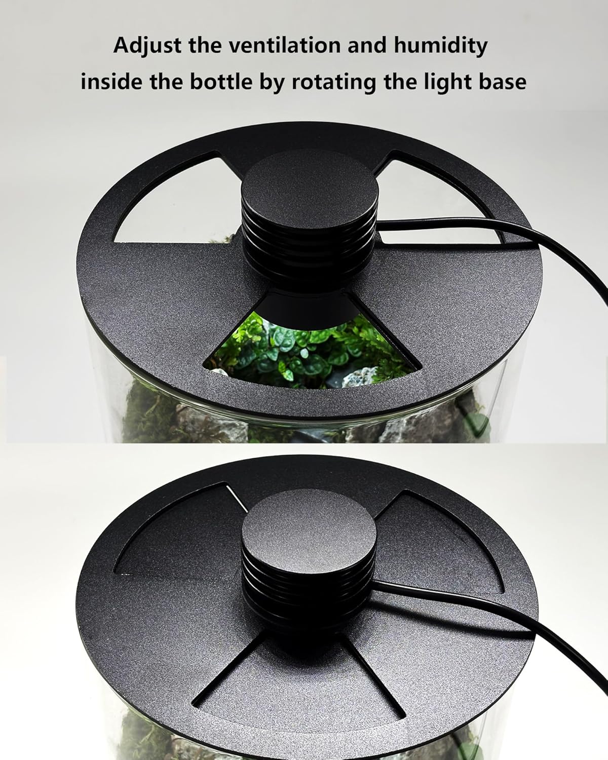 Indoor Glass Terrarium with Gr - Betta Fish Tank ulasan dan harga