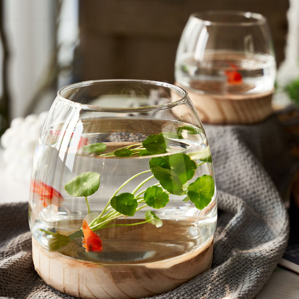 1Set Clear Glass Hydroponic Pl - Aquarium Fish Betta ulasan dan harga
